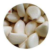 Good Quality Peeled Garlic in Brine