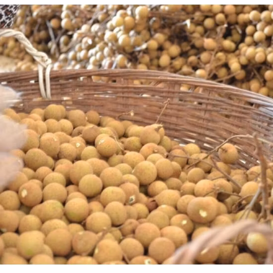 Califique un champiñón seco orgánico entero para sopa de pollo con fideos