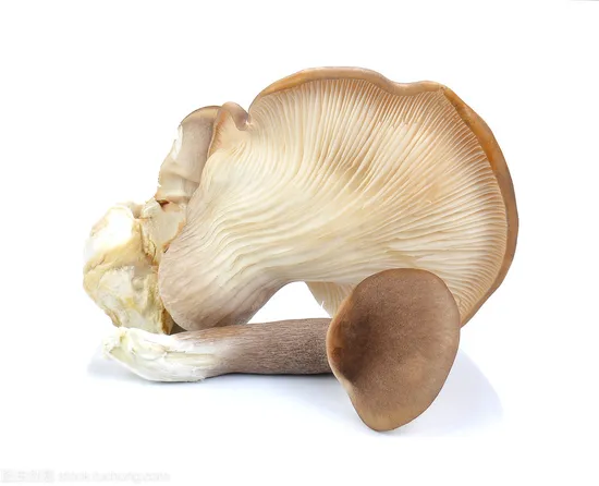 Hongos en conserva en So2, Hongos en conserva en salmuera, Hongos en conserva en vinagre, Hongos en salmuera, Shiitake en salmuera, Ajo en salmuera, Shimeji en salmuera, Nameko en salmuera