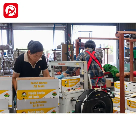 Nuevo Venta al por mayor Shandong buen precio de exportación Solo pelado puro fresco seco Normal/súper blanco deshidratado ajo